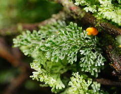 Hymenophyllum australe