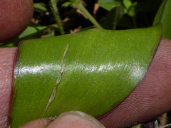 Resnova lachenalioides