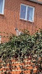 Columba palumbus