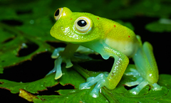 Nymphargus grandisonae