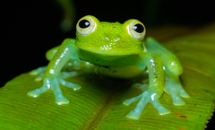 Nymphargus grandisonae
