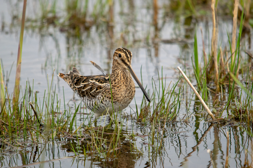 Agachadiza común (Gallinago gallinago)
