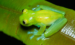 Nymphargus grandisonae