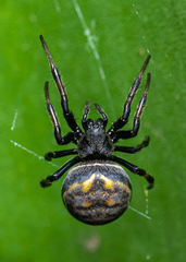 Araneus granadensis