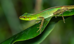 Anolis ventrimaculatus