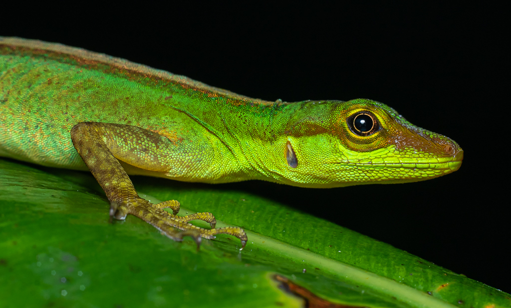 Speckled Anole in April 2021 by David Monroy R · iNaturalist