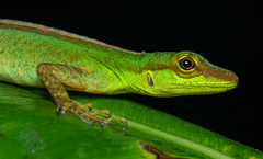 Anolis ventrimaculatus