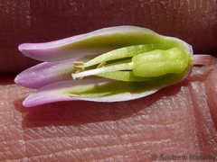 Resnova lachenalioides