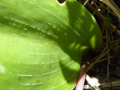 Resnova lachenalioides