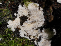 Dentipellicula leptodon