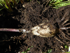 Resnova lachenalioides