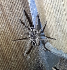 Tasmanicosa godeffroyi