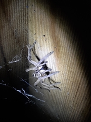 Tasmanicosa godeffroyi