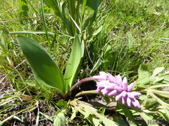 Resnova lachenalioides