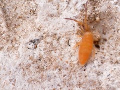 Entomobrya nigrocincta