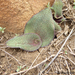 Ledebouria ovatifolia scabrida - Photo (c) Andrew Hankey, algunos derechos reservados (CC BY-SA), subido por Andrew Hankey