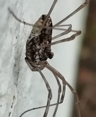 Platybunus pinetorum