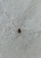 Platybunus pinetorum