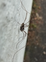 Platybunus pinetorum