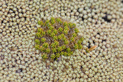 Colobanthus brevisepalus