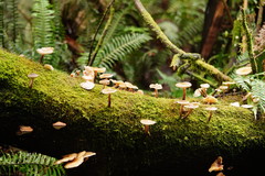 Armillaria hinnulea