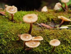 Armillaria hinnulea