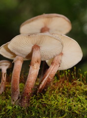 Armillaria hinnulea