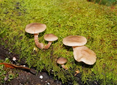 Armillaria hinnulea