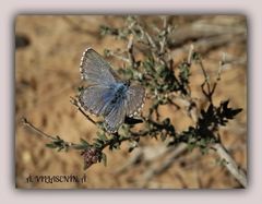 Pseudophilotes panoptes