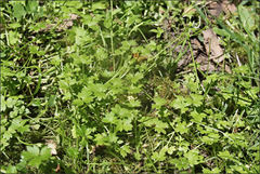 Ranunculus parviflorus