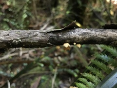 Pleuroflammula praestans