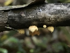 Pleuroflammula praestans