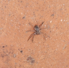 Philodromus dispar