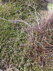 Parsonsia heterophylla