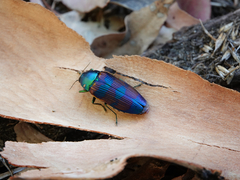 Temognatha conspicillata