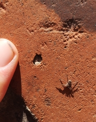 Philodromus dispar
