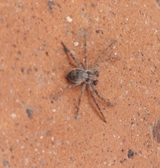 Philodromus dispar