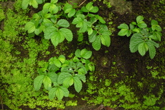 Elatostema cuneatum