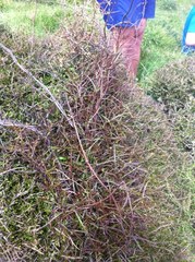 Parsonsia heterophylla