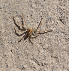 Araneae