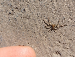 Araneae