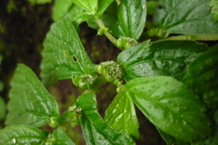 Elatostema cuneatum