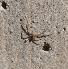 Araneae