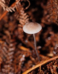 Mycena austrofilopes
