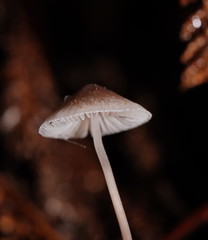 Mycena austrofilopes