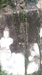 Anoplolepis gracilipes