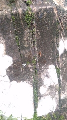 Anoplolepis gracilipes