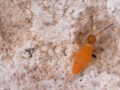 Entomobrya nigrocincta