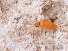 Entomobrya nigrocincta