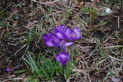 Crocus vernus